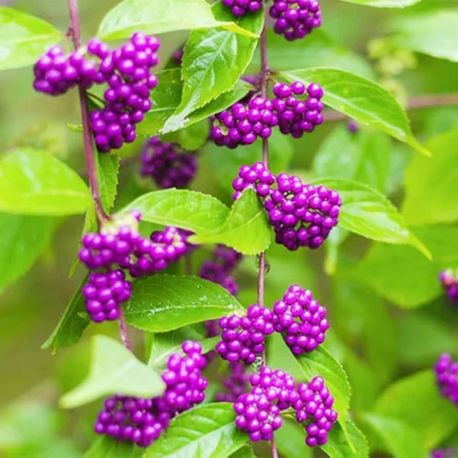 Non-GMO Beautyberry seeds for wildlife-friendly gardens