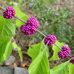 Beautyberry shrub growing from high-quality seeds