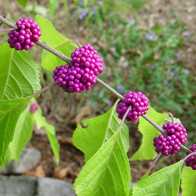 Beautyberry shrub growing from high-quality seeds