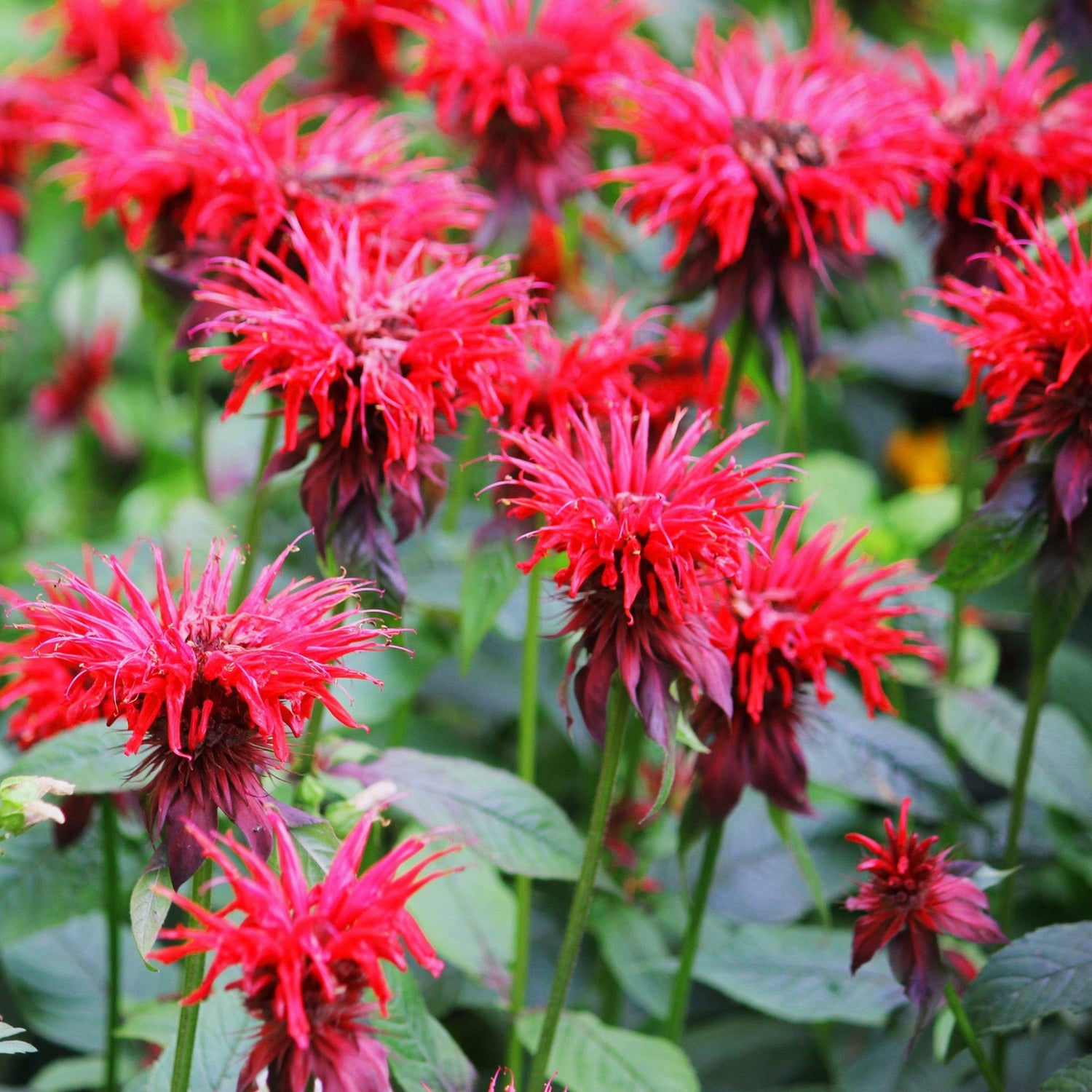Bee balm flower Monarda didyma scarlet red seeds for planting in pollinator gardens or sunny backyard beds - Dharaseeds