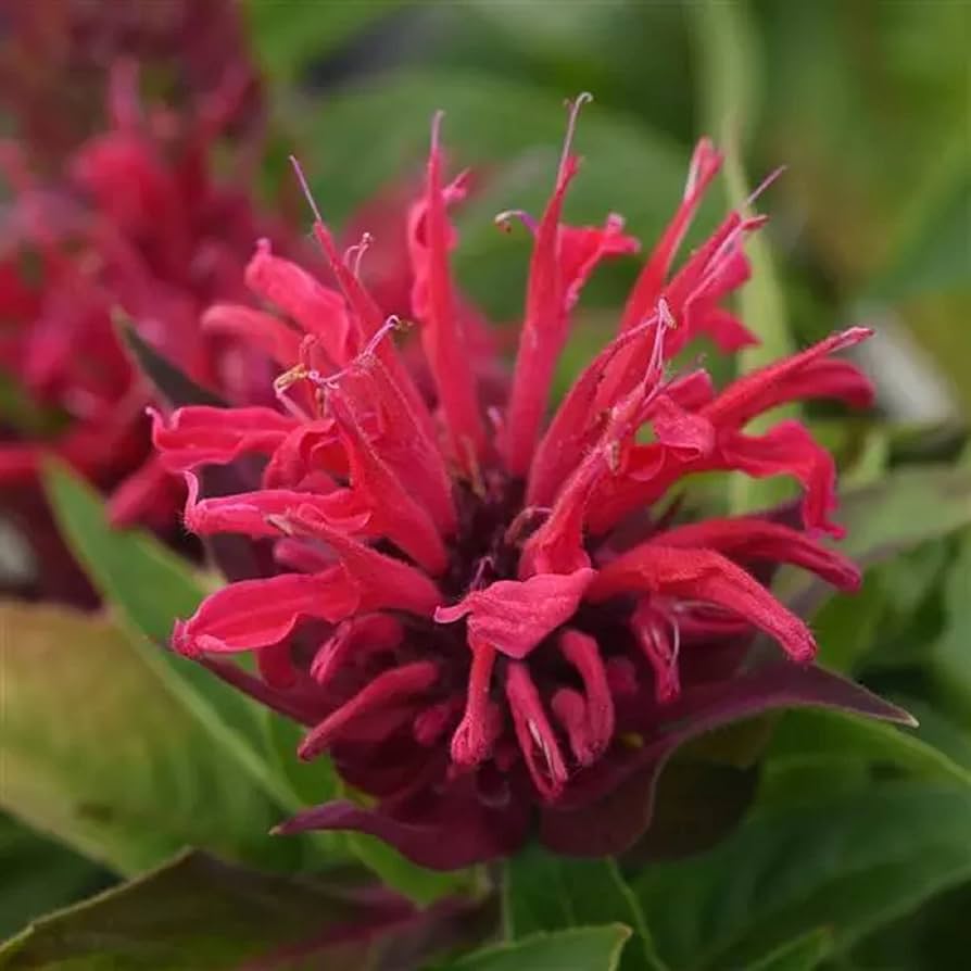 Bee balm flower Monarda didyma scarlet red seeds for planting in pollinator gardens or sunny backyard beds - Dharaseeds