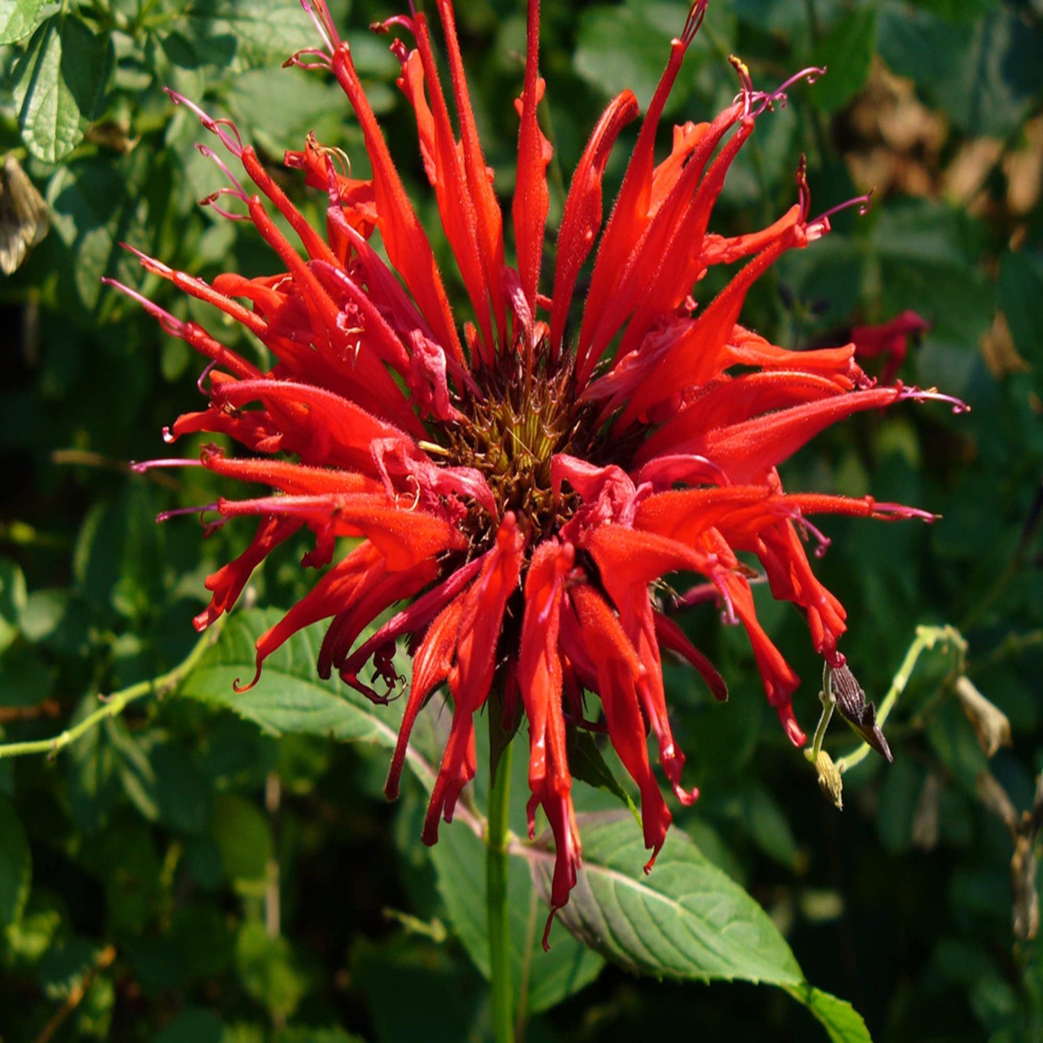 Bee balm flower Monarda didyma scarlet red seeds for planting in pollinator gardens or sunny backyard beds - Dharaseeds