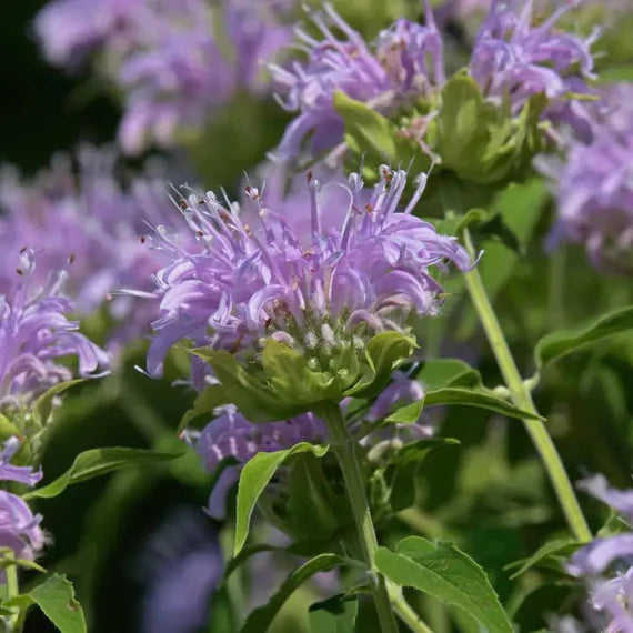 Lavender Beebalm Flower Seeds – Heirloom, Non-GMO Seeds for Planting Pollinator-Friendly Blooms seeds for planting in home garden