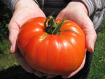 Beefsteak tomato seeds for planting extra - large and flavorful heirloom fruits - Dharaseeds