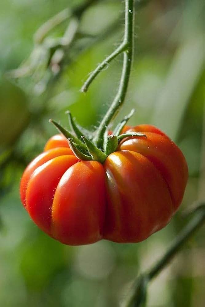 Beefsteak tomato seeds for planting extra - large and flavorful heirloom fruits - Dharaseeds
