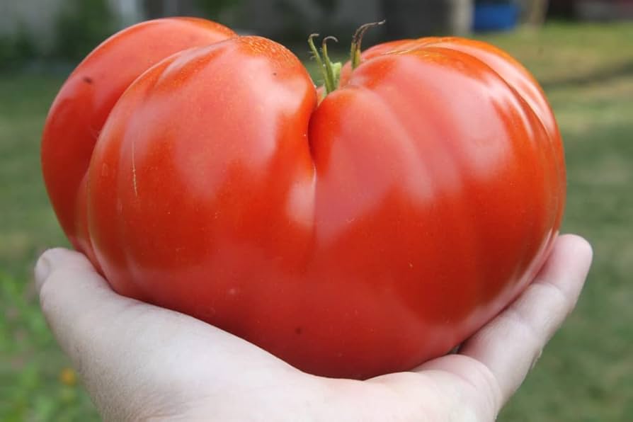 Beefsteak tomato seeds for planting large meaty slicing tomatoes - Dharaseeds