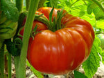 Beefsteak tomato Solanum lycopersicum nutrient - rich giant fruit seeds for planting in kitchen garden or grow bags - Dharaseeds