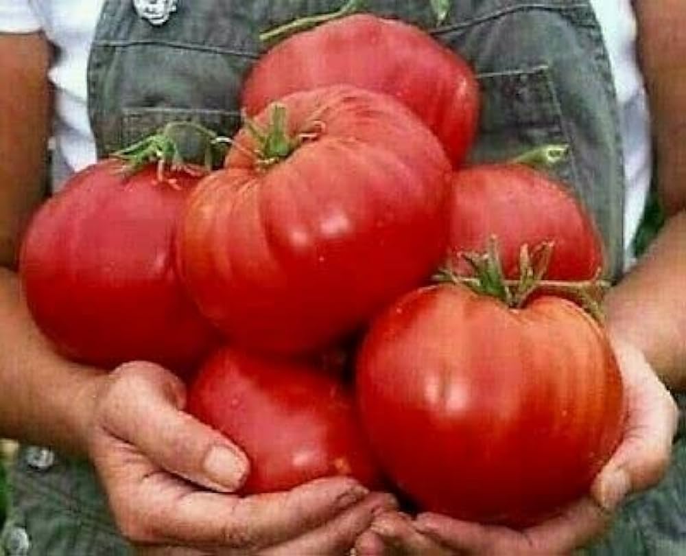 Beefsteak tomato Solanum lycopersicum nutrient - rich giant fruit seeds for planting in kitchen garden or grow bags - Dharaseeds