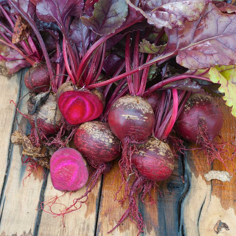 Beet Seeds - Bulls Blood