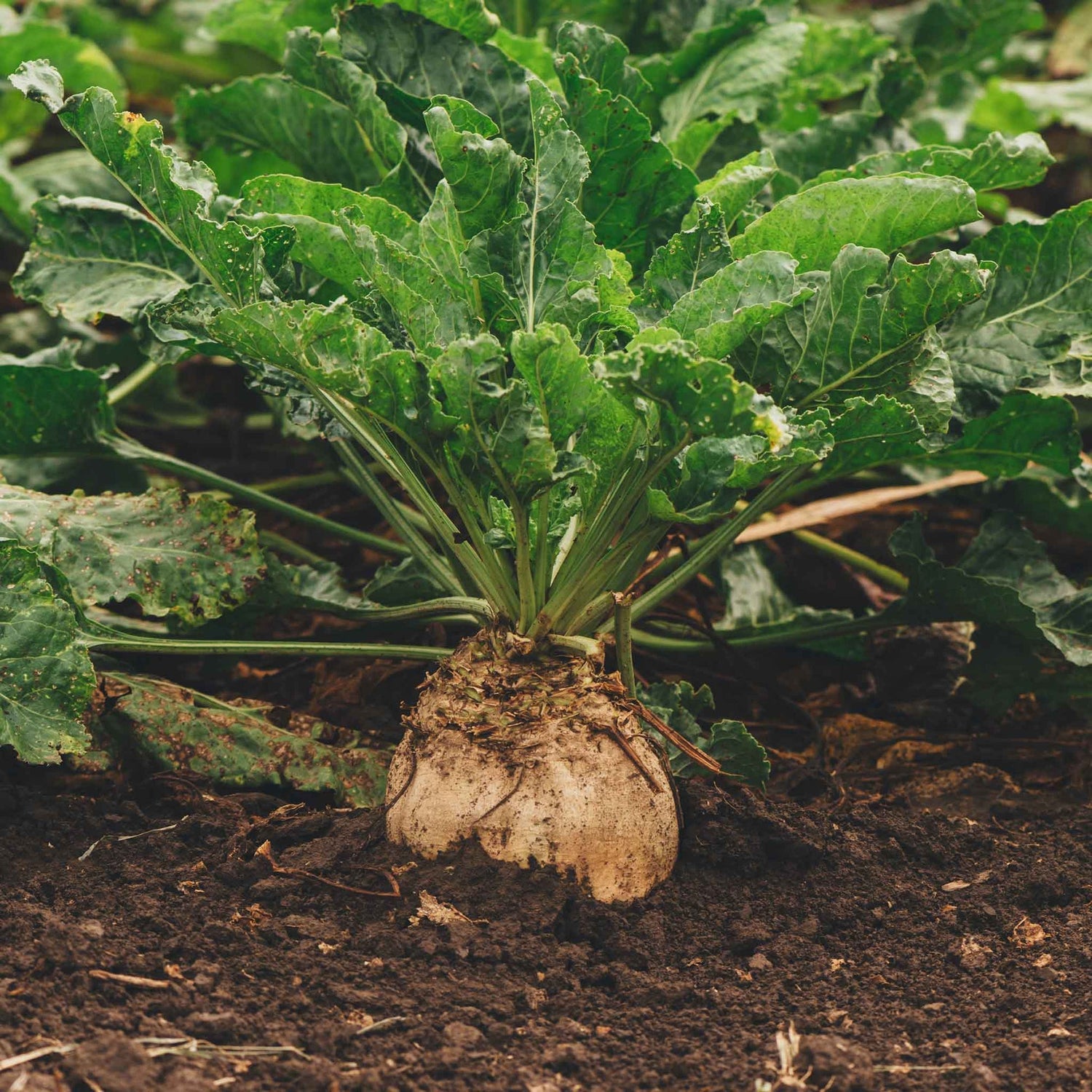 Sugar Beet Seeds