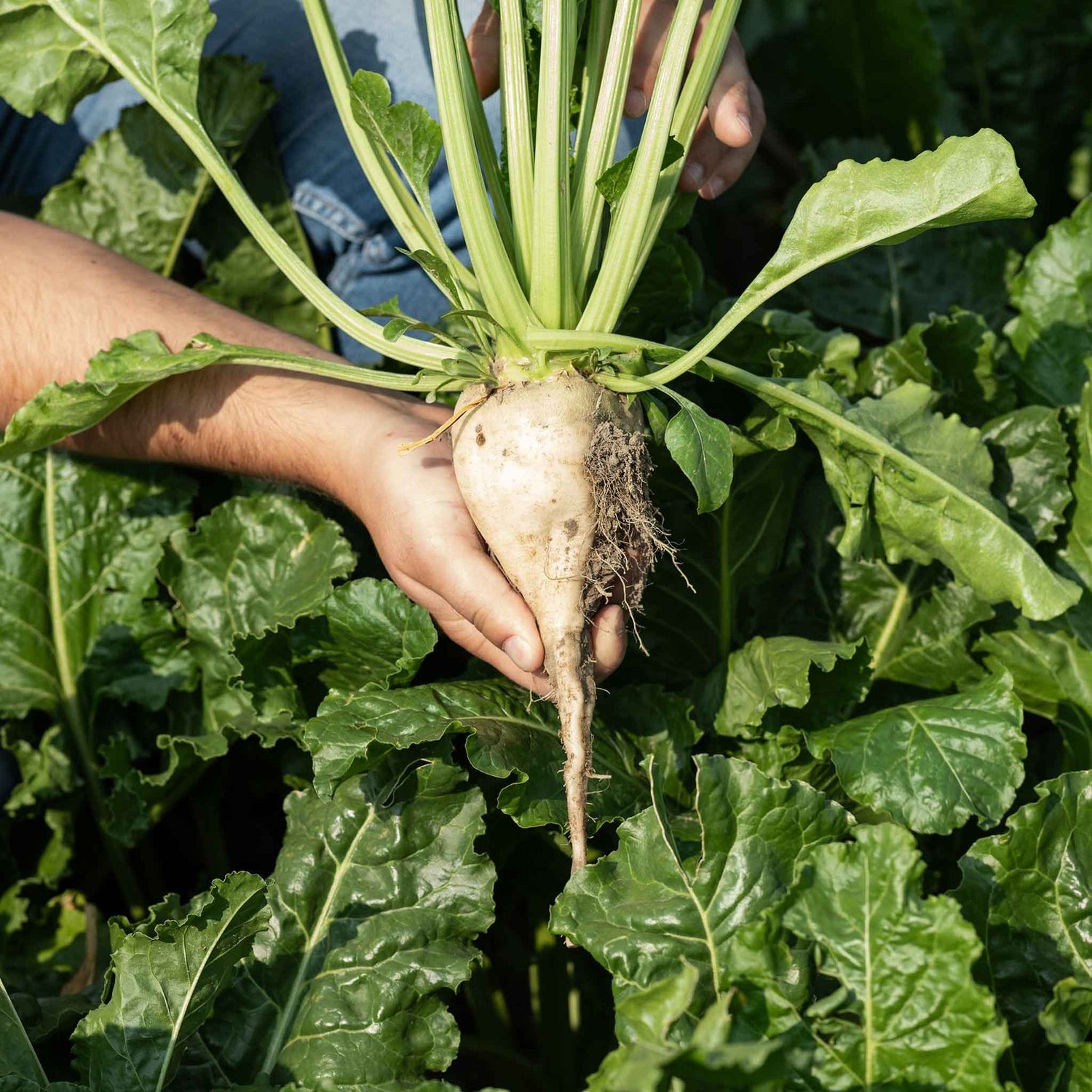 Sugar Beet Seeds