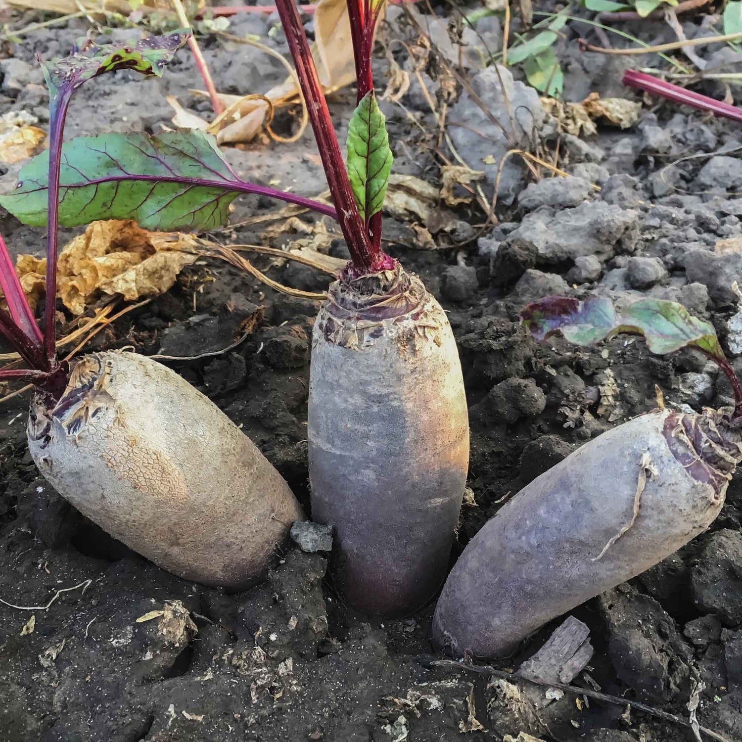 Beet Seeds - Cylindra