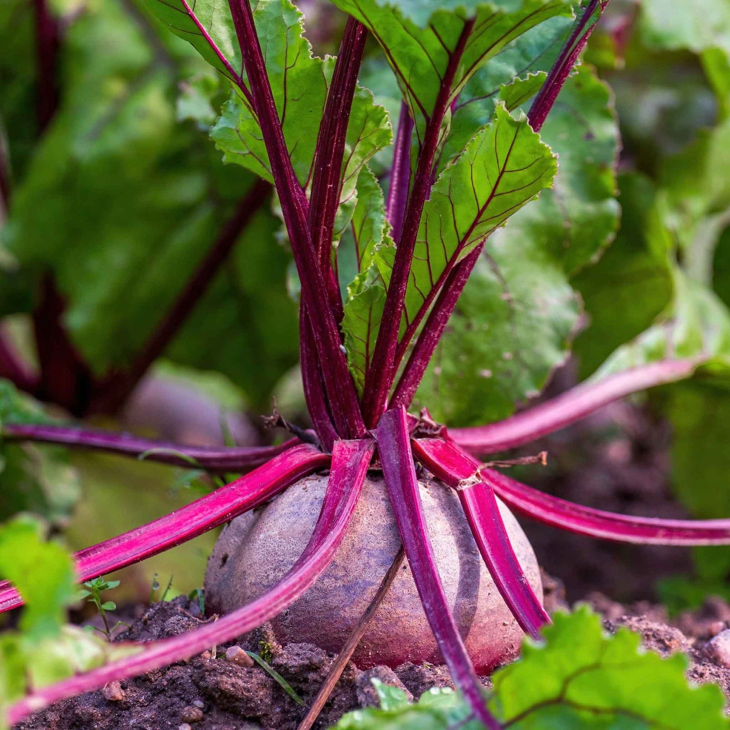 Beet Seeds - Detroit Dark Red