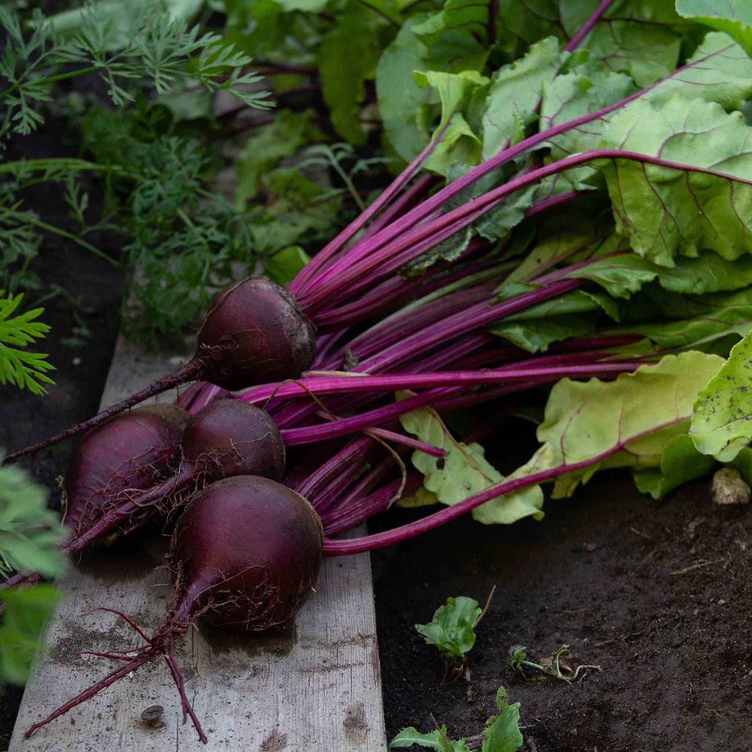 Beet Seeds (Organic) - Detroit Dark Red