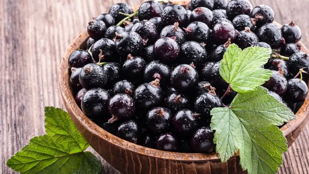 Black Currant Seeds (Ribes nigrum)