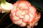 Begonia Tuberous On Top Fandango Imported Pelleted heirloom non-gmo garden seeds