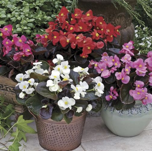 Begonia Semperflorens F1 Bada Boom Miscroscopic Imported heirloom non-gmo garden seeds