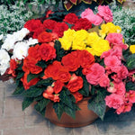 Begonia Tuberous Nonstop Mocca Imported Pelleted heirloom non-gmo garden seeds