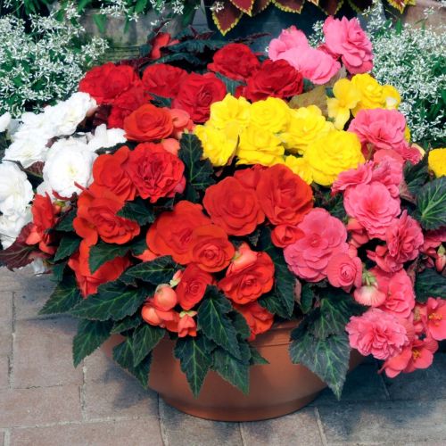 Begonia Tuberous Nonstop Mocca Imported Pelleted heirloom non-gmo garden seeds