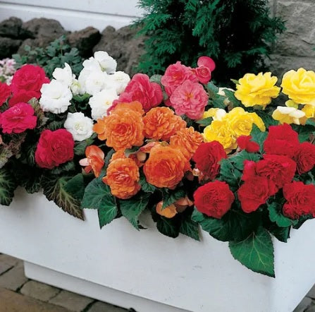 Begonia Tuberous Nonstop Imported Pelleted heirloom non-gmo garden seeds