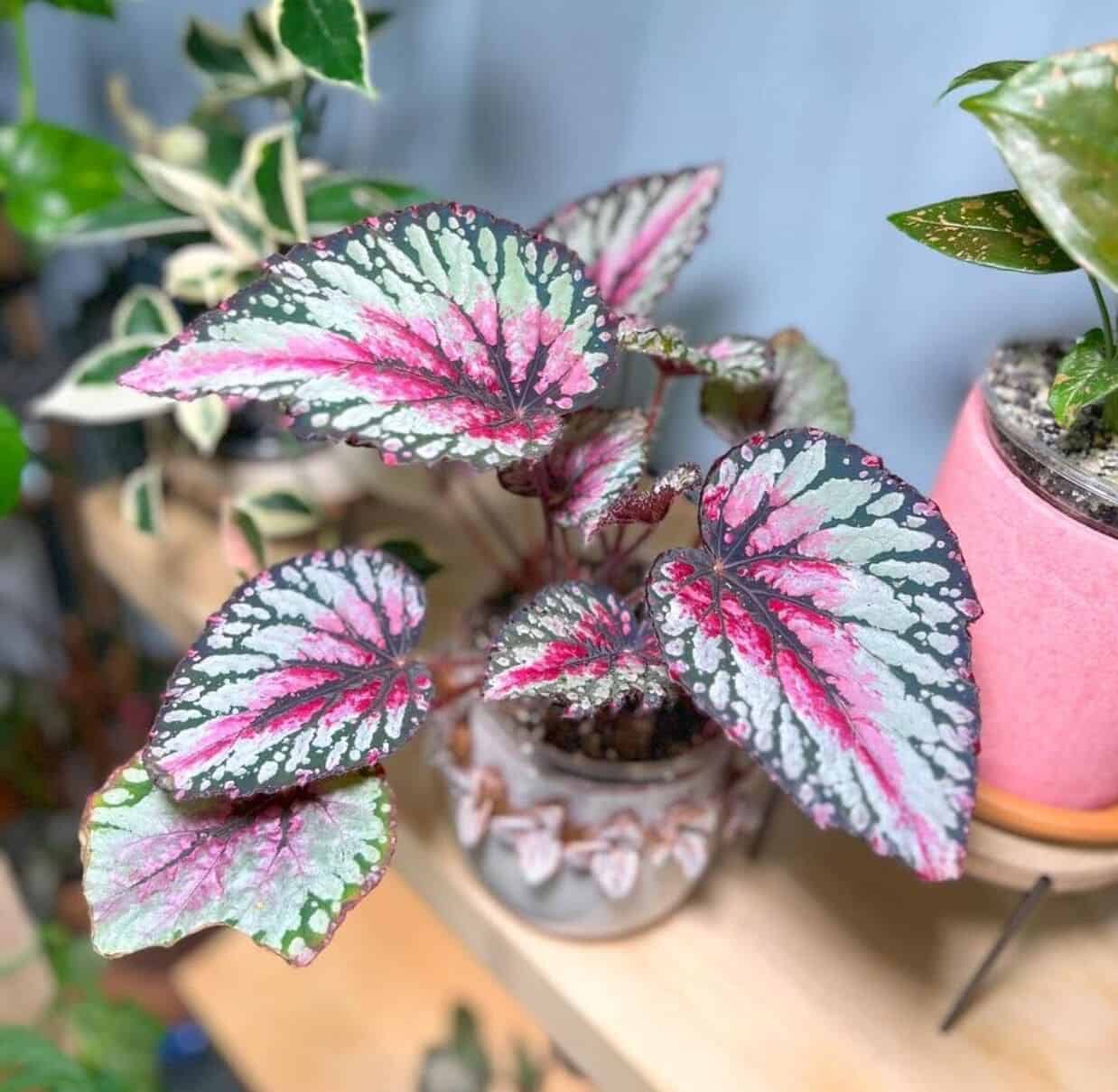 Begonia Begonia Rex Semi-Rare Color Bonsai Flower Seeds for Planting