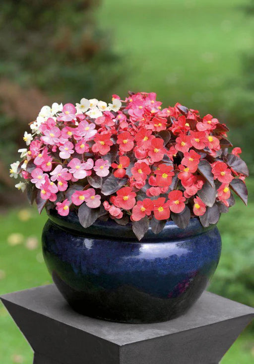 Rich Berry Begonia Seeds or Seeds Flower Flower Seeds – Heirloom, Non-GMO, High Germination Organic Garden Seeds