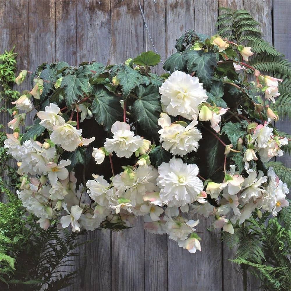 Begonia Tuberous Non Stop white flower seeds for vibrant shaded containers - Dharaseeds
