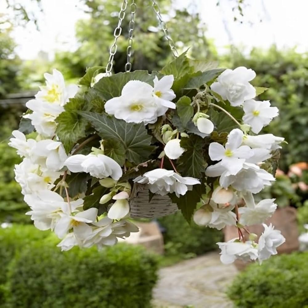 Begonia Tuberous Non Stop white flower seeds for vibrant shaded containers - Dharaseeds
