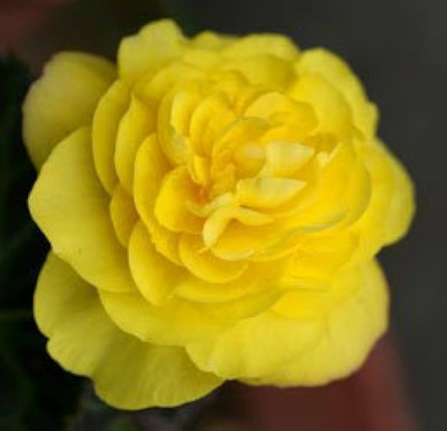 Begonia Tuberous Non Stop yellow flower seeds for continuous blooming pots - Dharaseeds