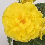 Begonia Tuberous Non Stop yellow flower seeds for continuous blooming pots - Dharaseeds