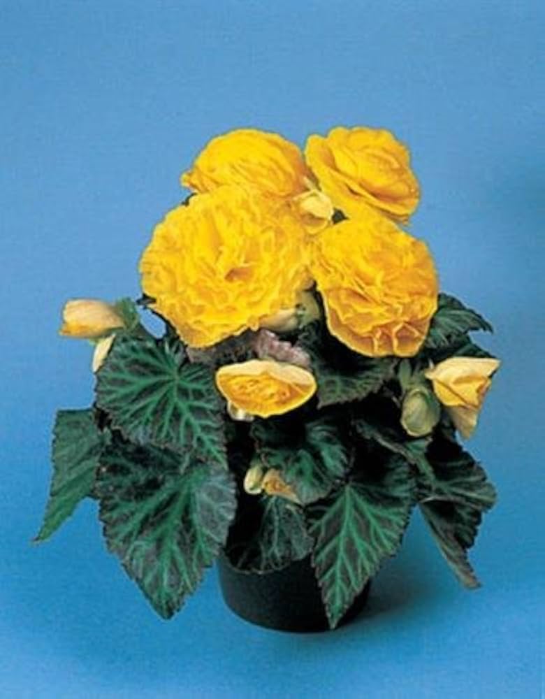 Begonia Tuberous Non Stop yellow flower seeds for continuous blooming pots - Dharaseeds