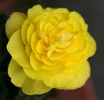 Begonia Tuberous Non Stop yellow flower seeds for continuous blooming pots - Dharaseeds