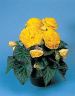 Begonia Tuberous Non Stop yellow flower seeds for continuous blooming pots - Dharaseeds