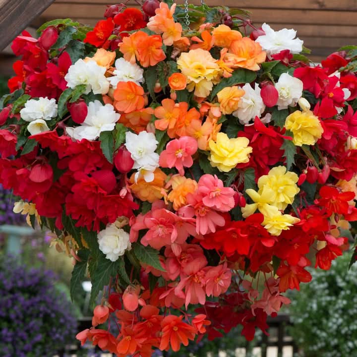 Begonia Semi-Trailing Seeds – Non-GMO Flower Seeds for Planting