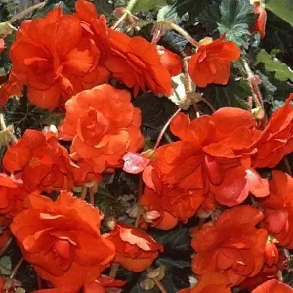 Orange Begonia Flower Seeds for Planting - NON GMO Seeds Dhara Seeds