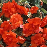 Orange Begonia Flower Seeds for Planting - NON GMO Seeds Dhara Seeds