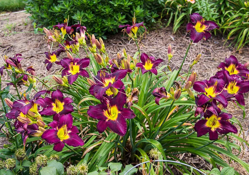 Hemerocallis Bela Lugosi Daylily