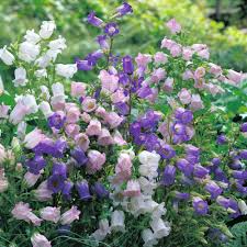 Bellflower heirloom non-gmo garden seeds