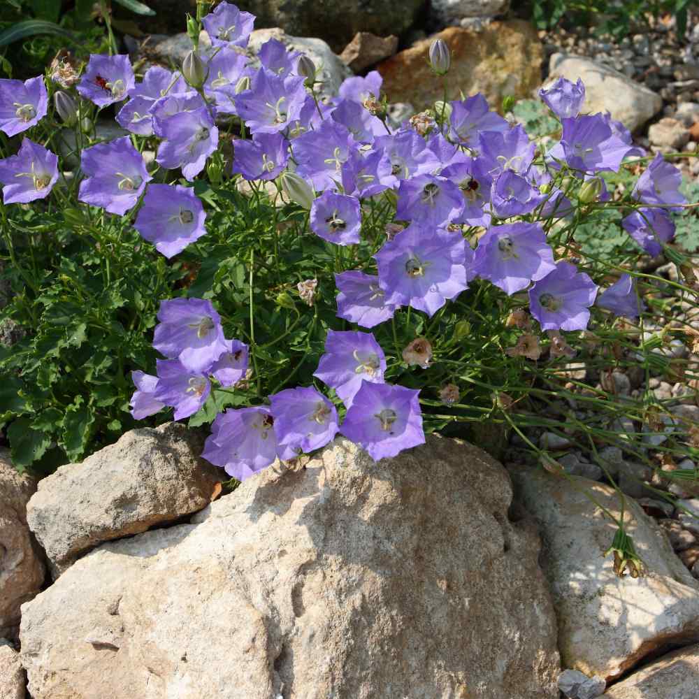 Bellflower Blue Bloom Seeds