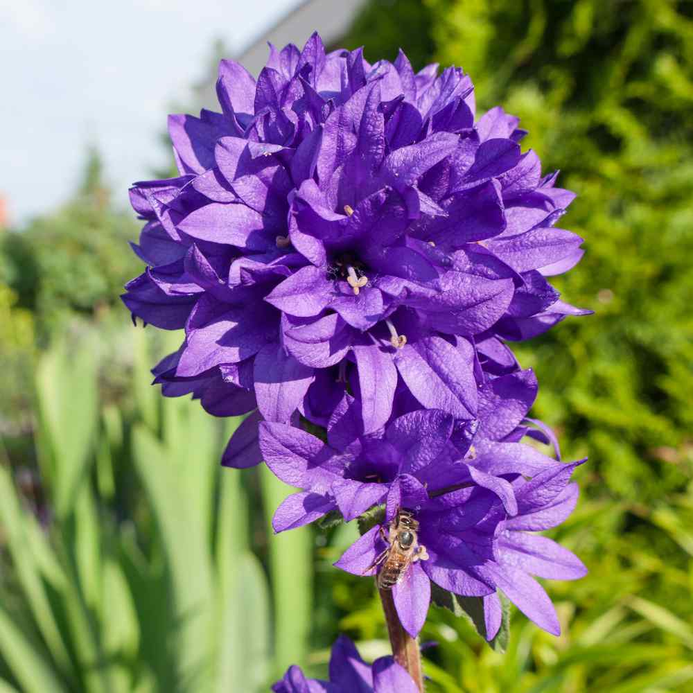 Bellflower Cluster Bloom Seeds