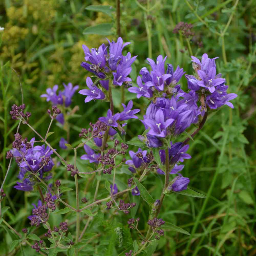 Bellflower Cluster Bloom Seeds