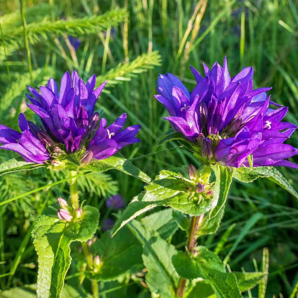 Bellflower Cluster Bloom Seeds