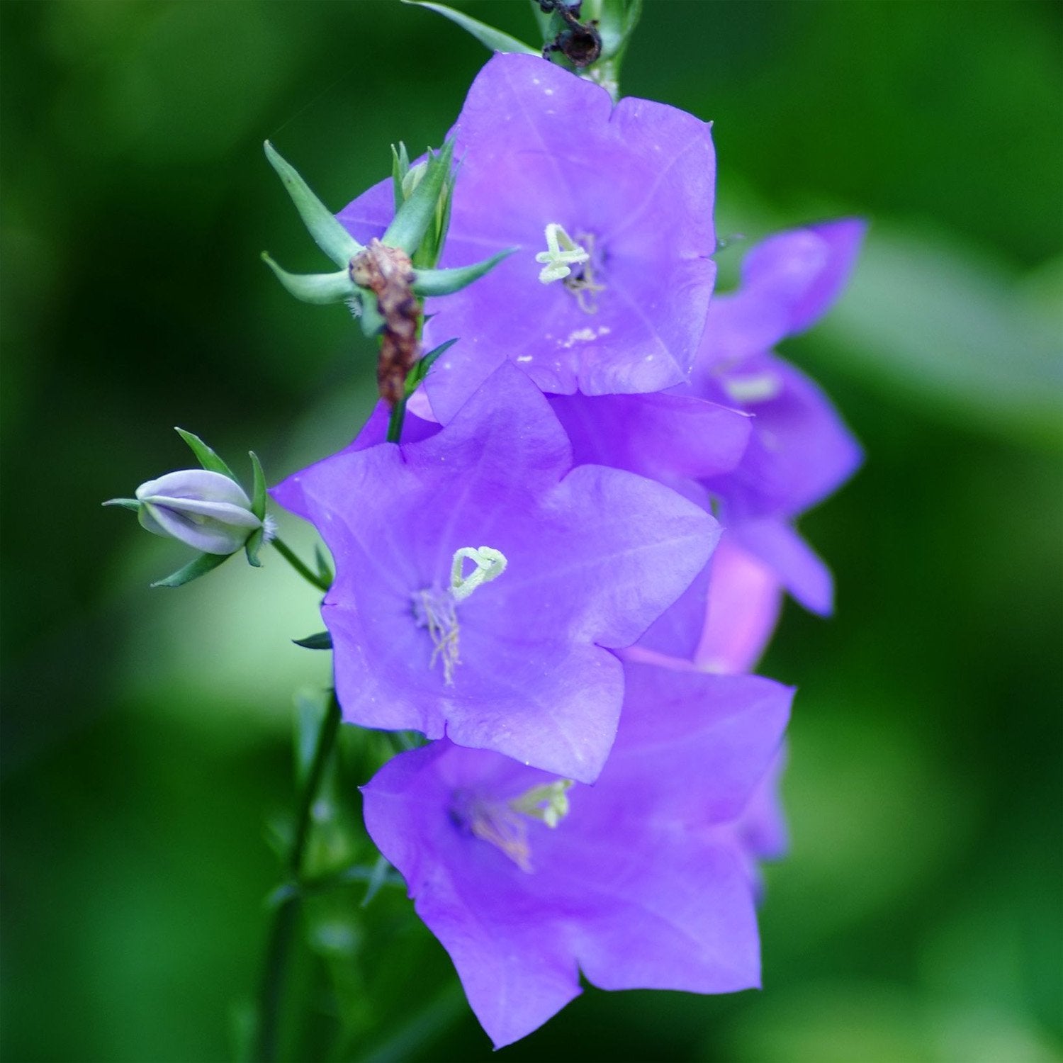 Bellflower Peach-Leaved Blue Seeds