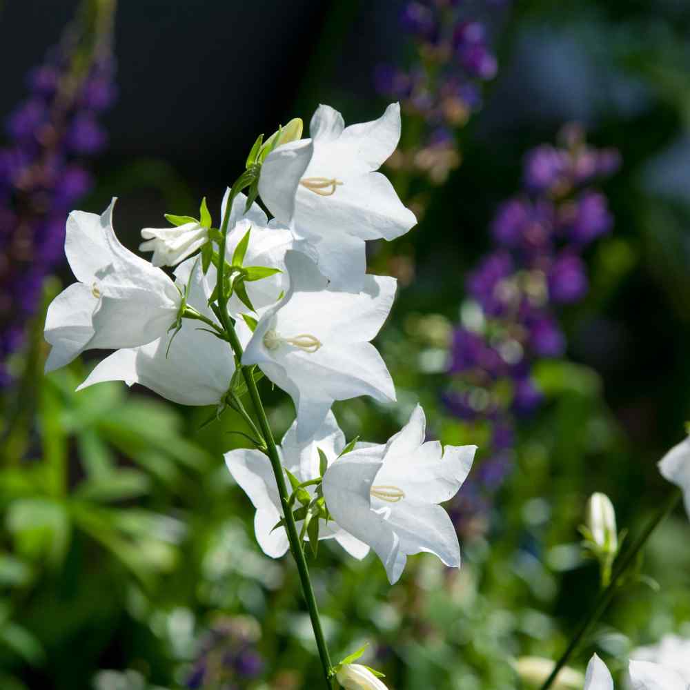 Bellflower Peach-Leaved White Seeds