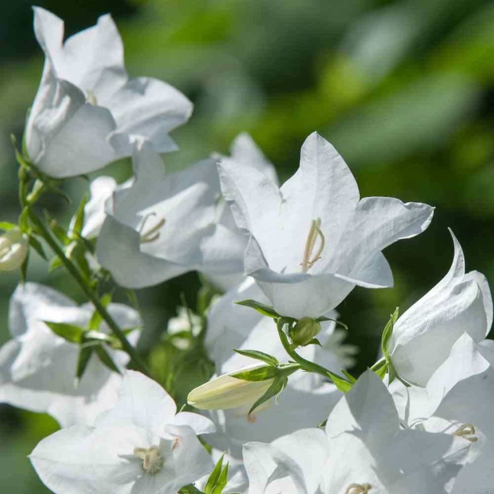 Bellflower Peach-Leaved White Seeds