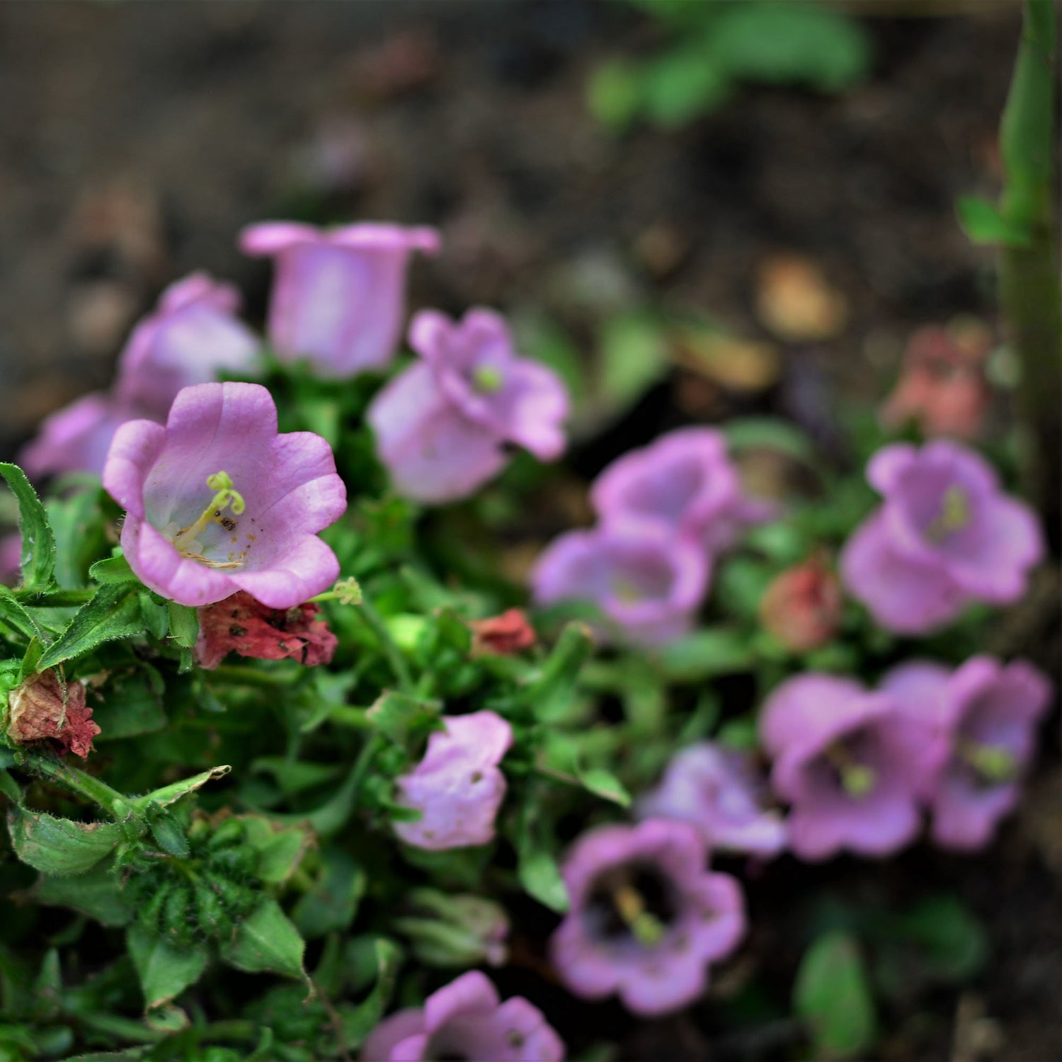 Canterbury Bells Rose-Pink Cottage Garden Flower Seeds