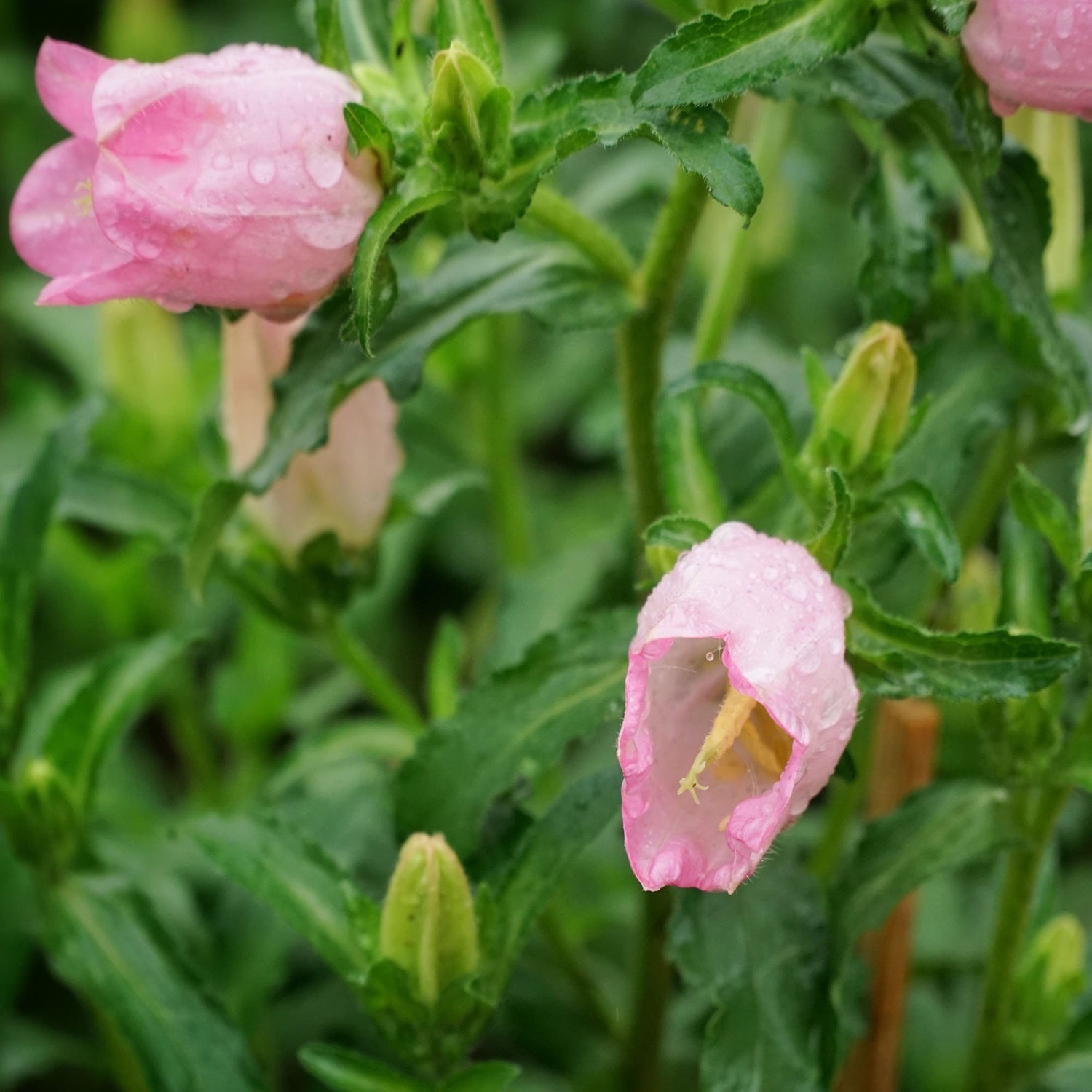 Canterbury Bells Rose-Pink Cottage Garden Flower Seeds