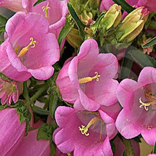 Canterbury Bells Rose-Pink Cottage Garden Flower Seeds