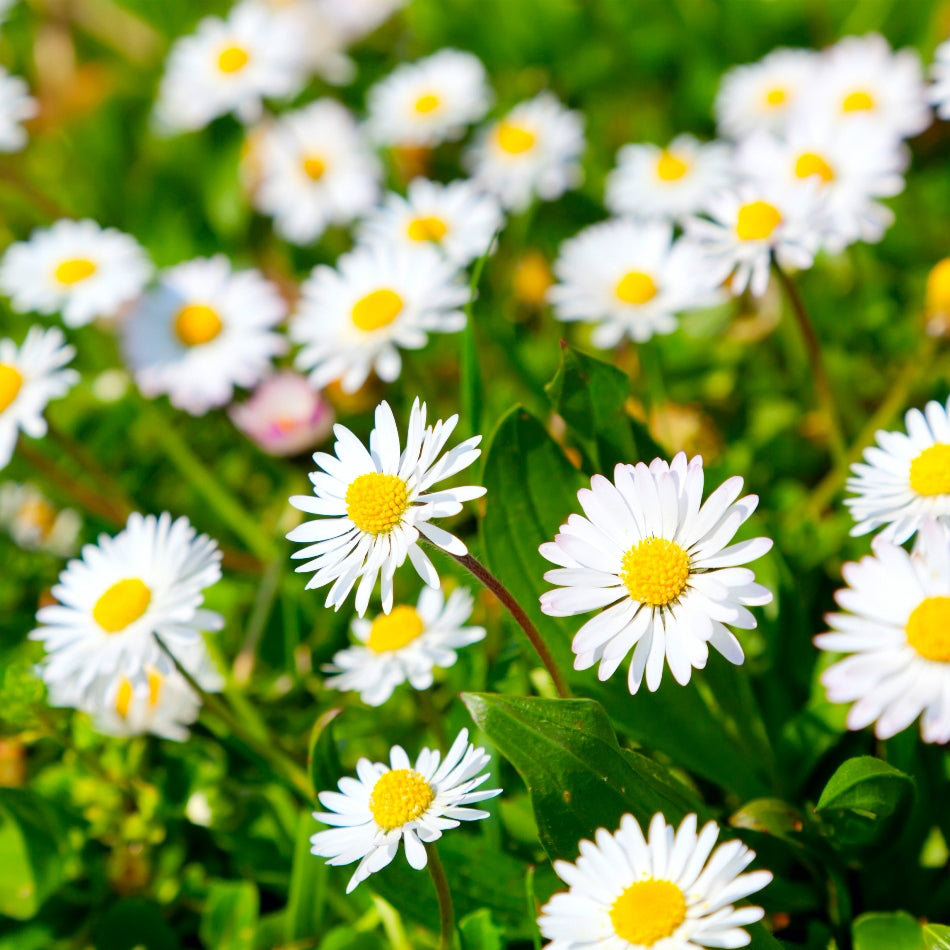 Daisy Bellis Perennis Flowering Seeds For Planting in backyard flower beds or home borders