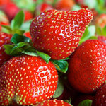 Bellis perennis Daisy Strawberry seeds for indoor pots